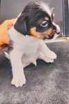 Jack      Russel