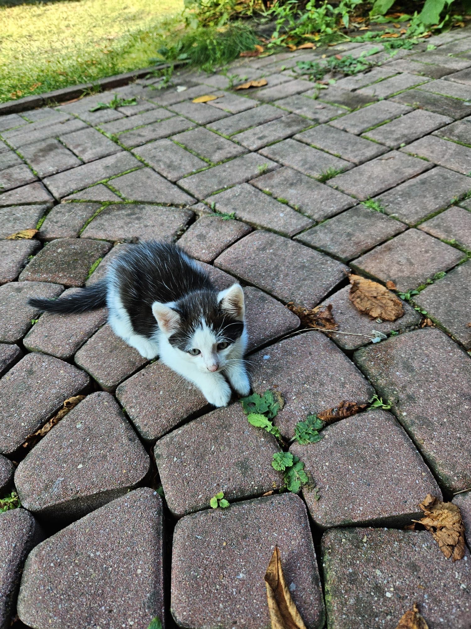 Oddam kotki za darmo