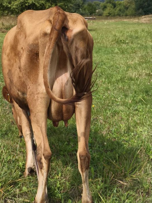 Корова джерси после первого отёла