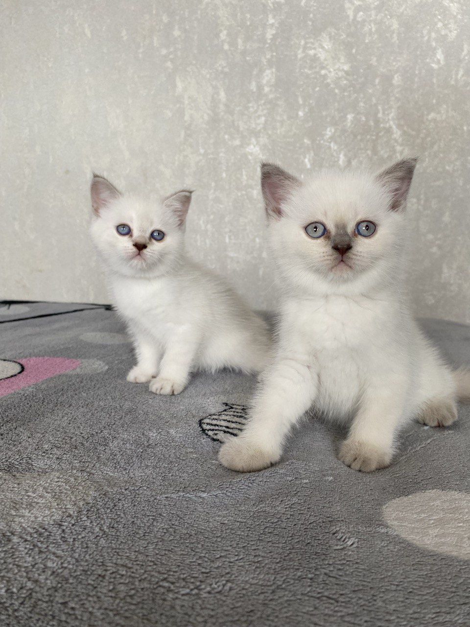 Продам кошечку, скотиш фолд, скотиш страйт