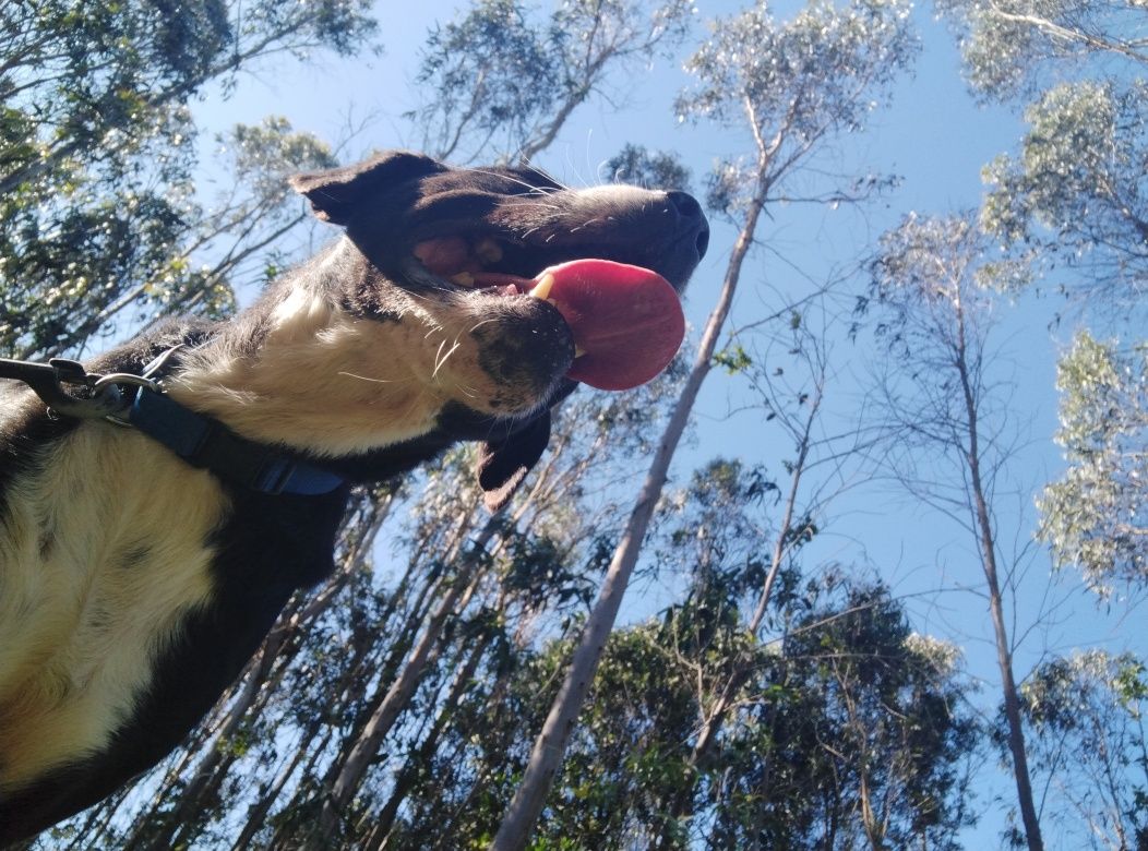 Cão macho para adopção