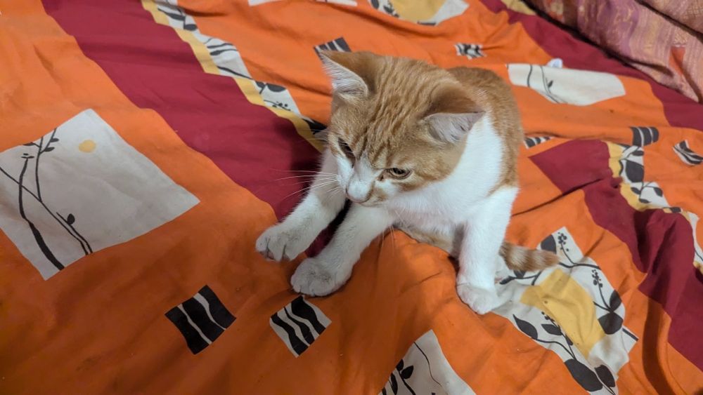 Віддам котиків, в хороші руки