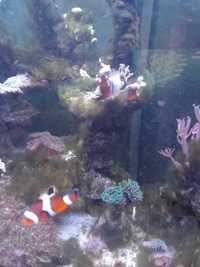 Ryby słonowodne i twarde korale akwariowe
