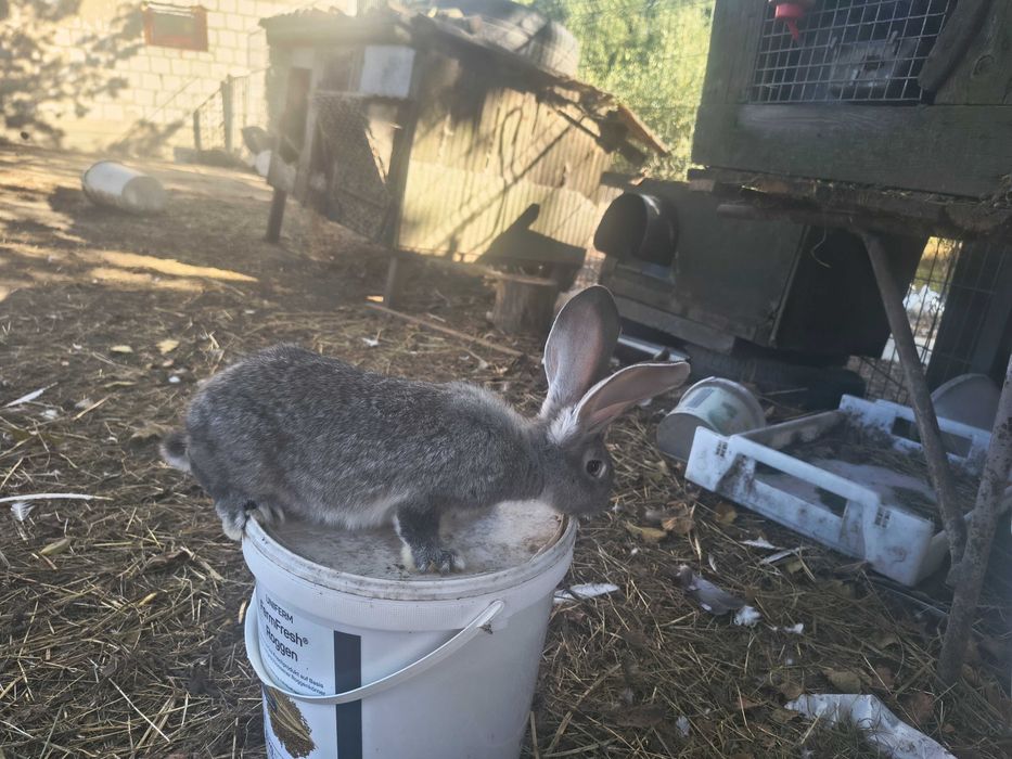 Sprzedam młode króliki belgijskie samiczki