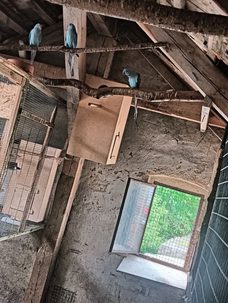Młode Aleksandretty niebieskie   i biała