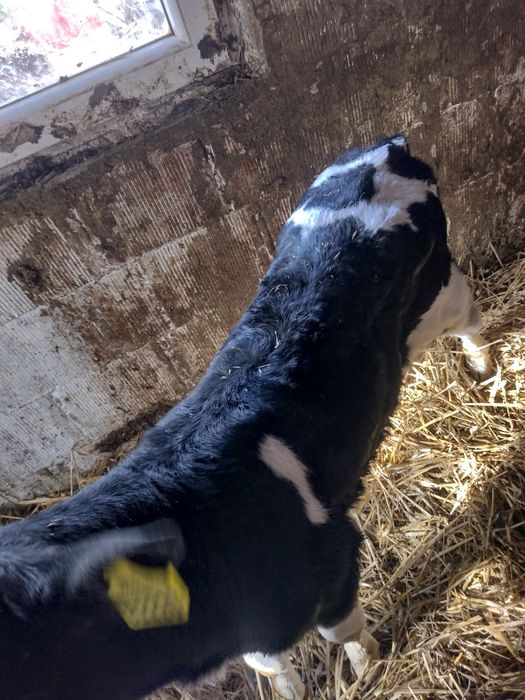 Ciele byczek mieszaniec