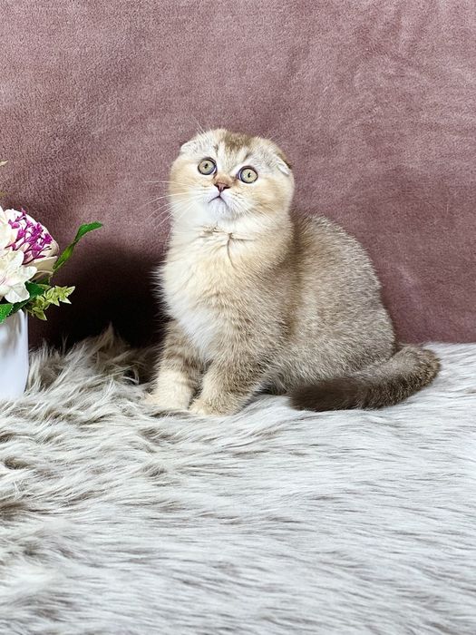 Шотландский клубный котенок скоттиш-фолд  в шоколадном окрасе