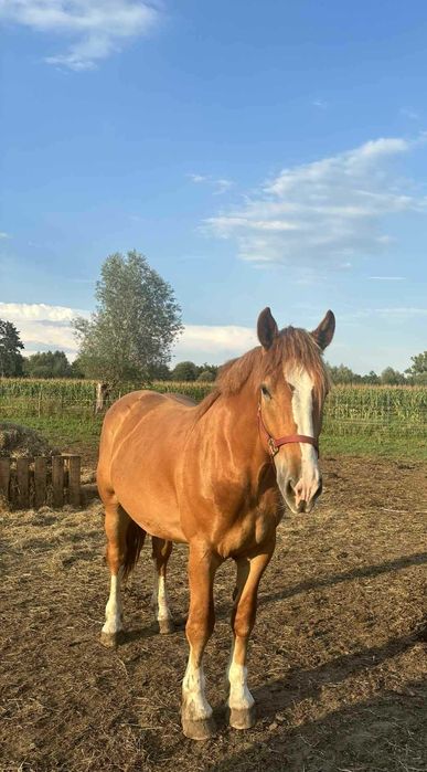 Dwuletni wałach do bezpłatnej adopcji