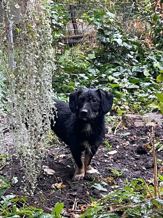 Замечена собака Правый берег