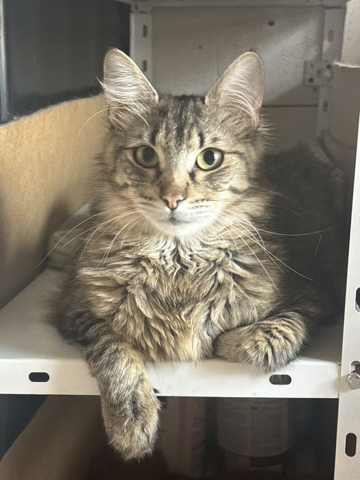 Котик в добрі руки