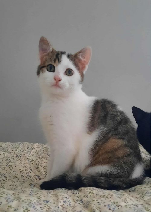 Kocurek Mateusz szuka domku