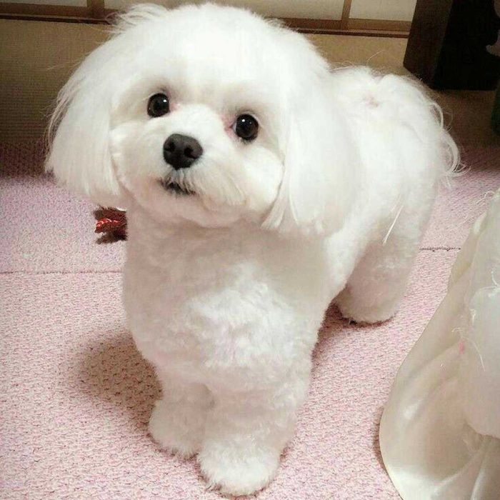 Стрижка кошек и собак 500 грн (груминг, выезд на дом) грумер