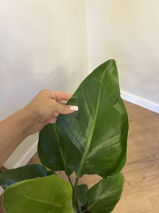 Стреліція Ніколая Миколая