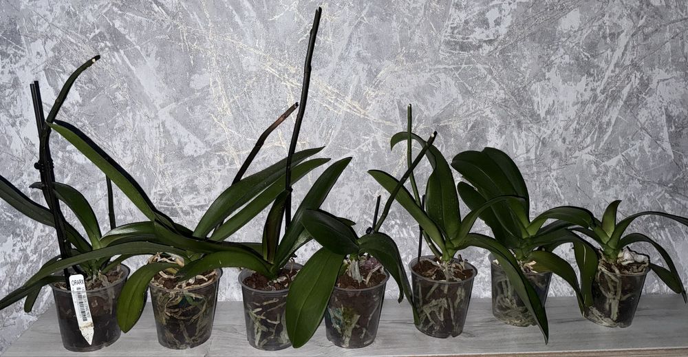 Орхідея домашня, відцвівша