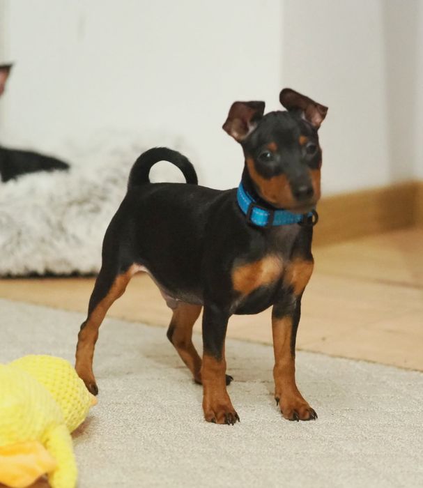 Pinczer miniaturowy ZKwP - zdrowy, gotowy do odbioru, wyprawka