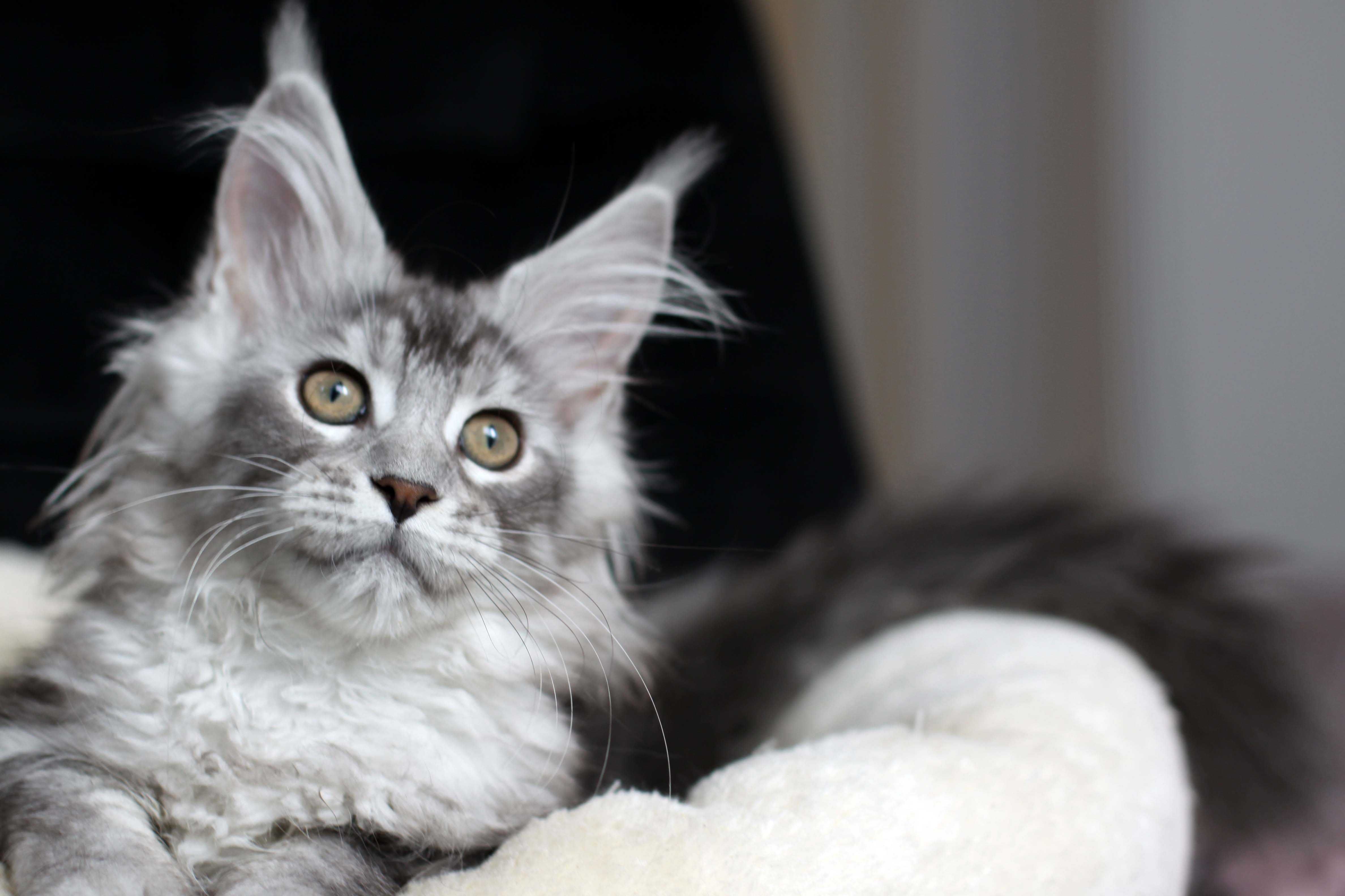 Srebrzysta koteczka Maine coon