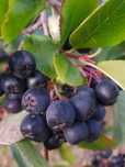 Aronia ekologiczna