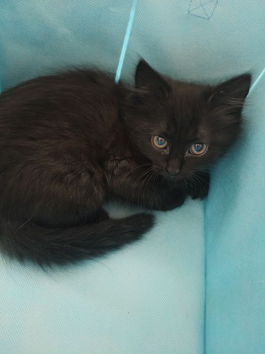 Віддам у добрі руки кошенятко