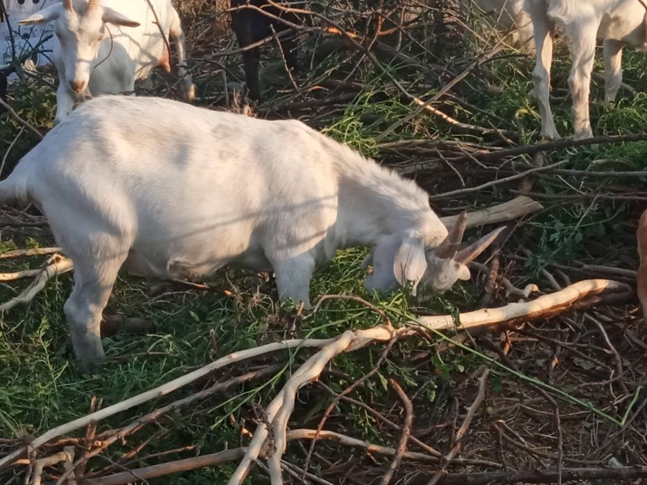Продаются козлята и козочки  от высокоудоистых коз