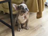 Piesek buldog francuski wyjatkowy blue merle .