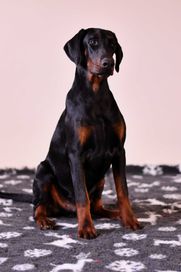 Doberman piesek FCI