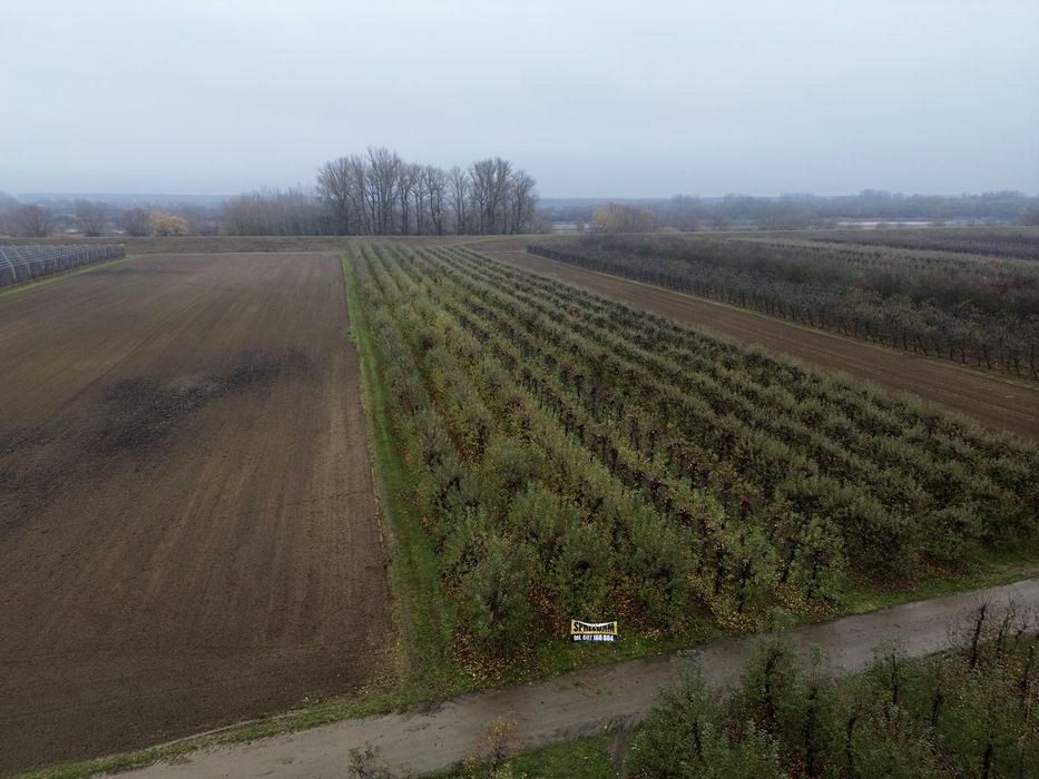 Sprzedam sad,  Ostrołęka