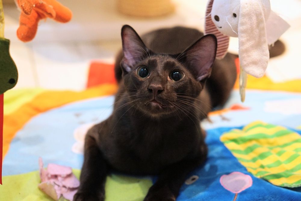 Peterbald kocurek orientalny gotowy do zmiany domku prawdziwy rodowód