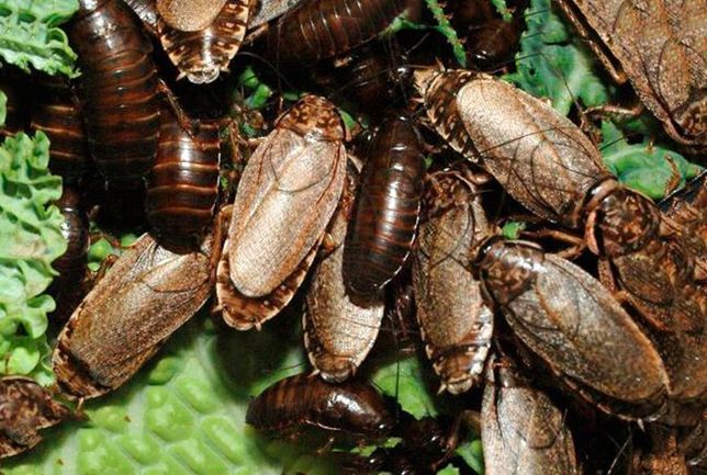 Мраморные тараканы, кормовые насекомые, корм для птиц и рептилий