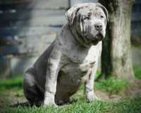 American Bully XL ABKC szczeniak 5 miesiecy merle gotowy