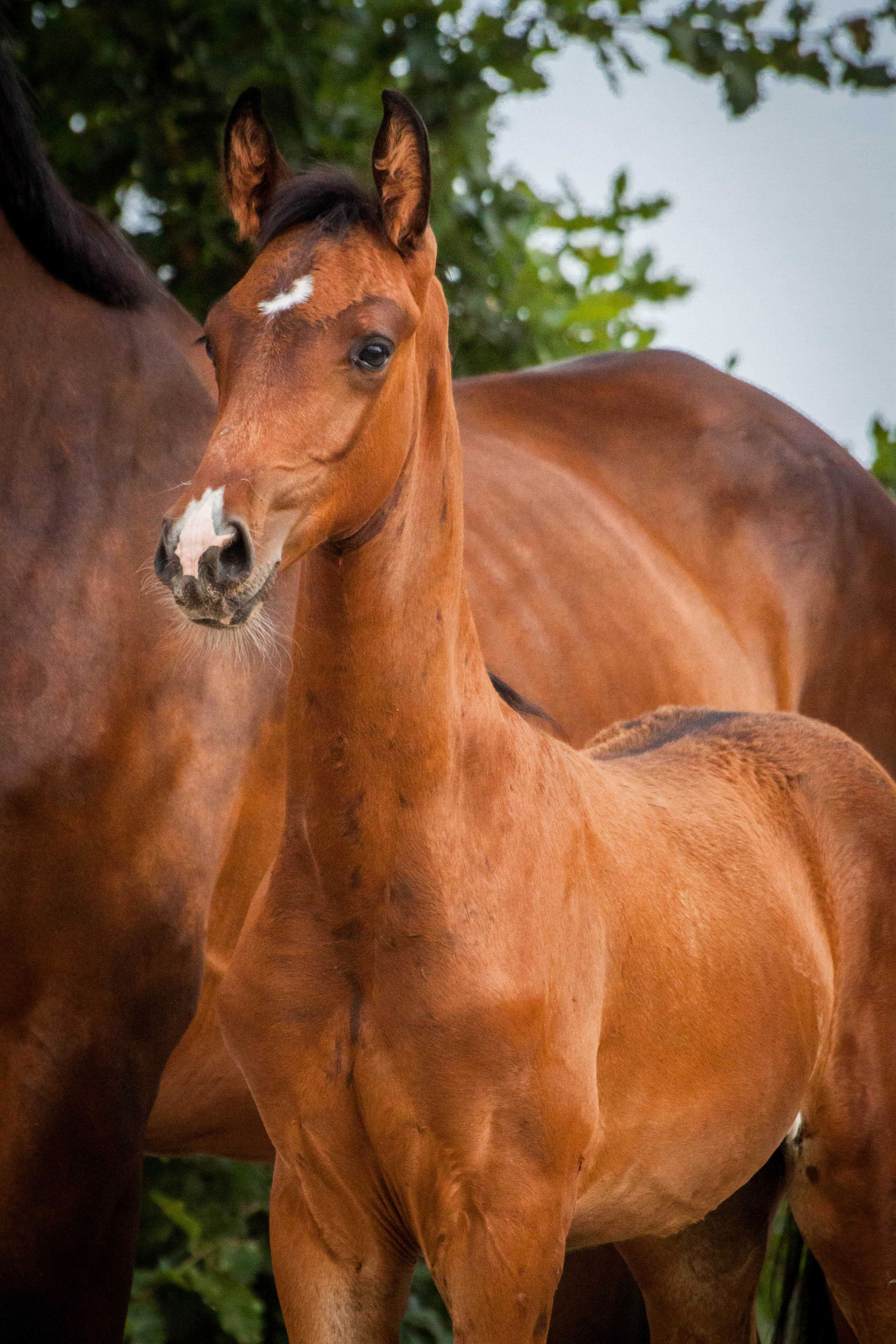 Odsadek KWPN ujezdzenie dressage