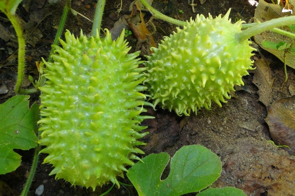 50 Sementes de Pepino Maxixe - cucumis anguria