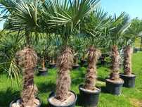 Palma Trachycarpus Fortunei 220cm