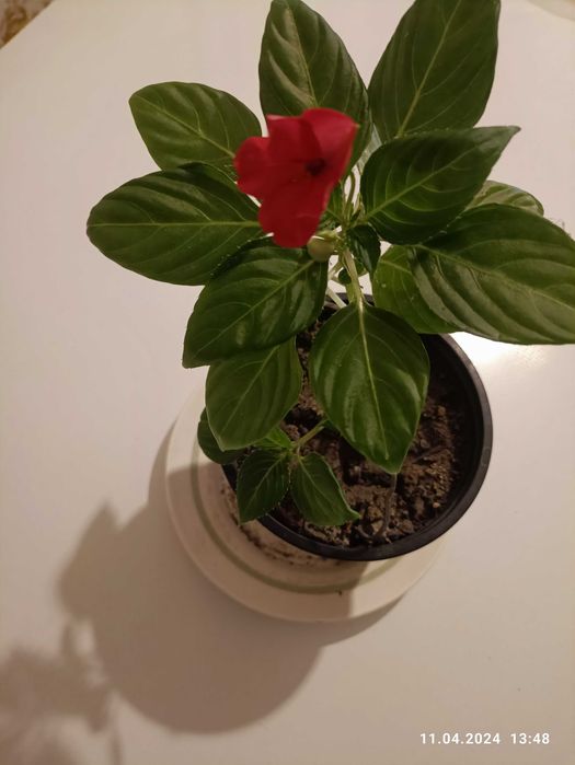 продам бальзамин хавортия фуксия алое  каланхое