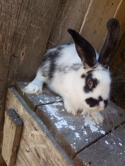 Продам крольчат.Полтавское серебро