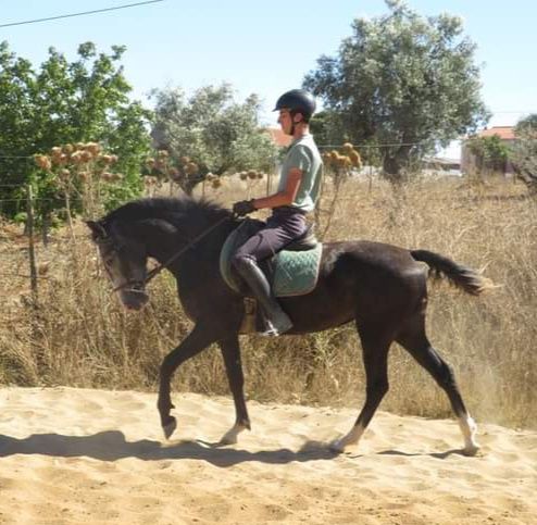 Poldra lusitana montada e gestante