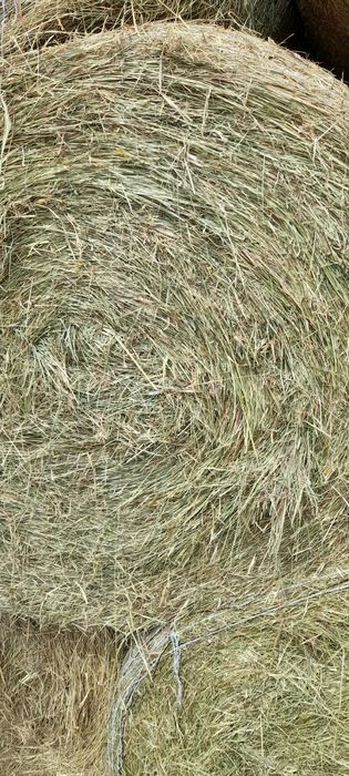 Siano  w balotach 130/125 z dowozem