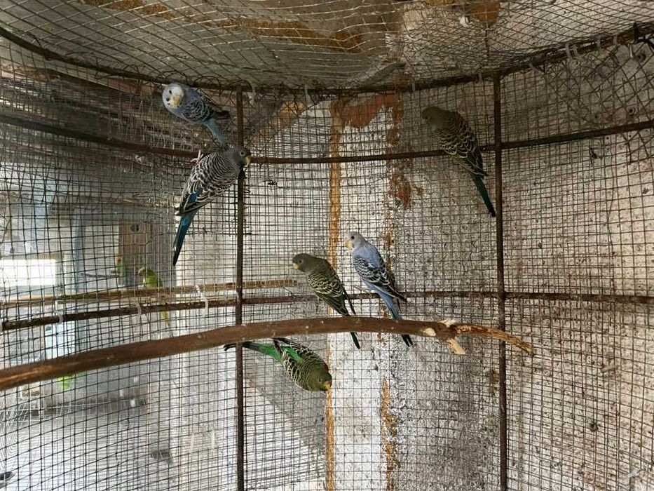 Vendo vários tipos de aves