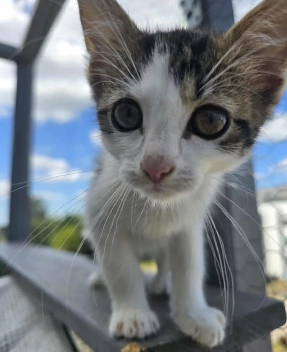 Simba i Nala niezwykłe kotki do adopcji