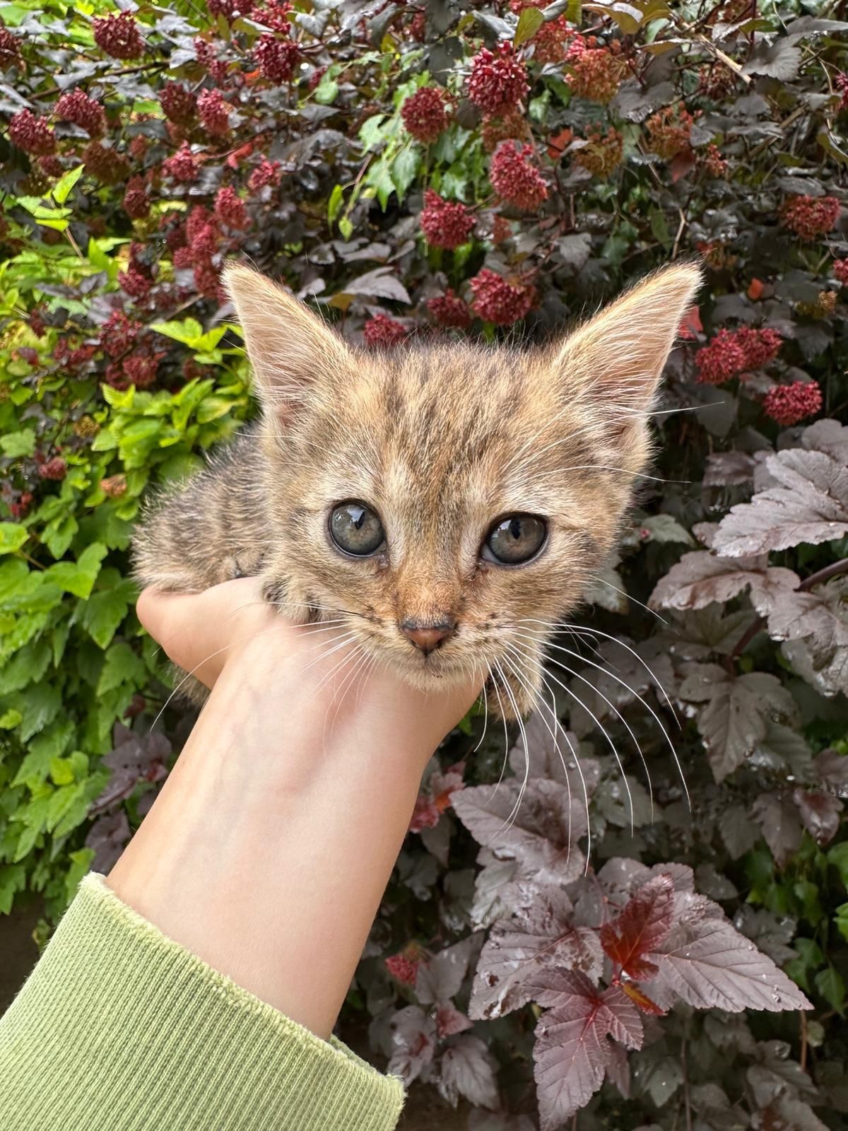 Kot, kocurek, kotek, kotki