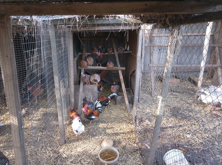 Кури віандот,лівенськіпадуни,корольки.