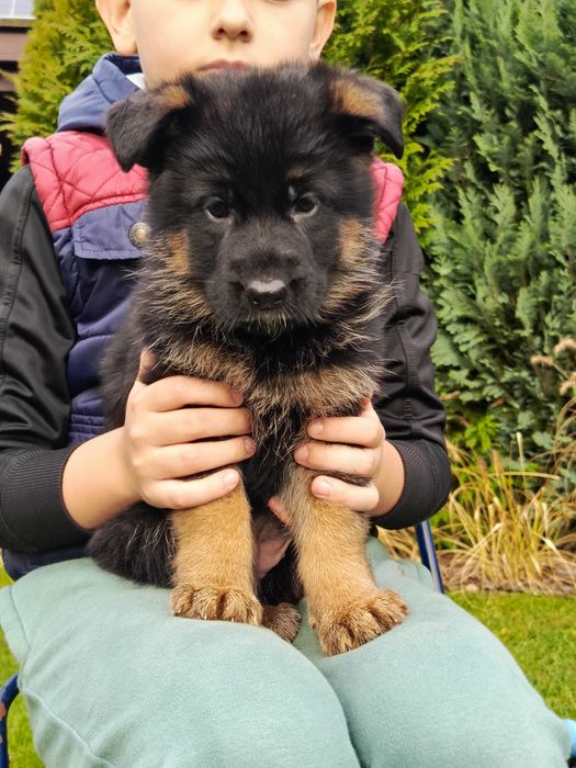 Owczareki Niemieckie krótkowłose po SG18 ZKwP/FCI