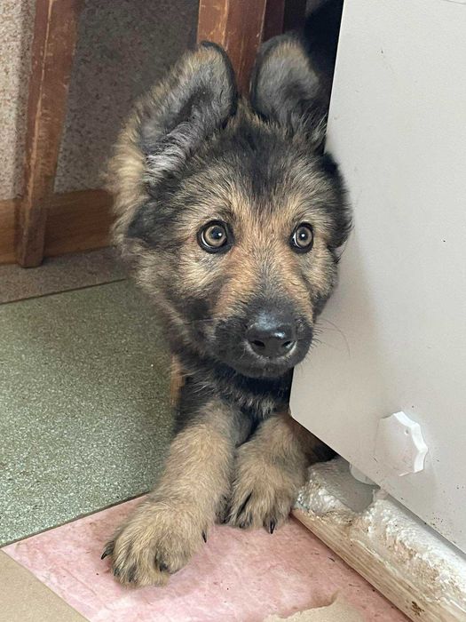 Щеночки немецкой овчарки