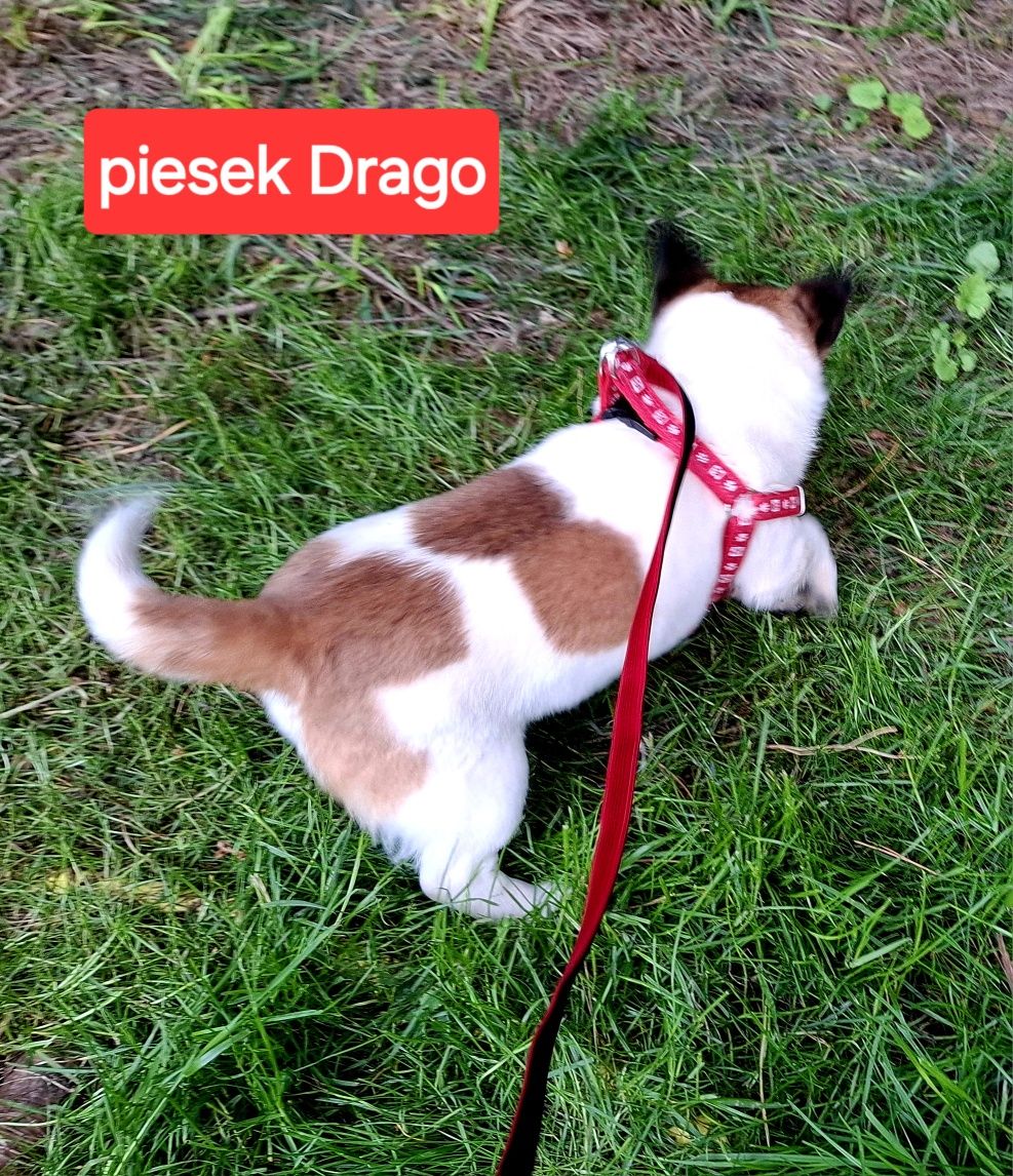 malutki śliczny !!! JACK RUSSELL krótkie nóżki rodzice w hodowli