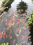 Vendo peixes de vários tamanhos