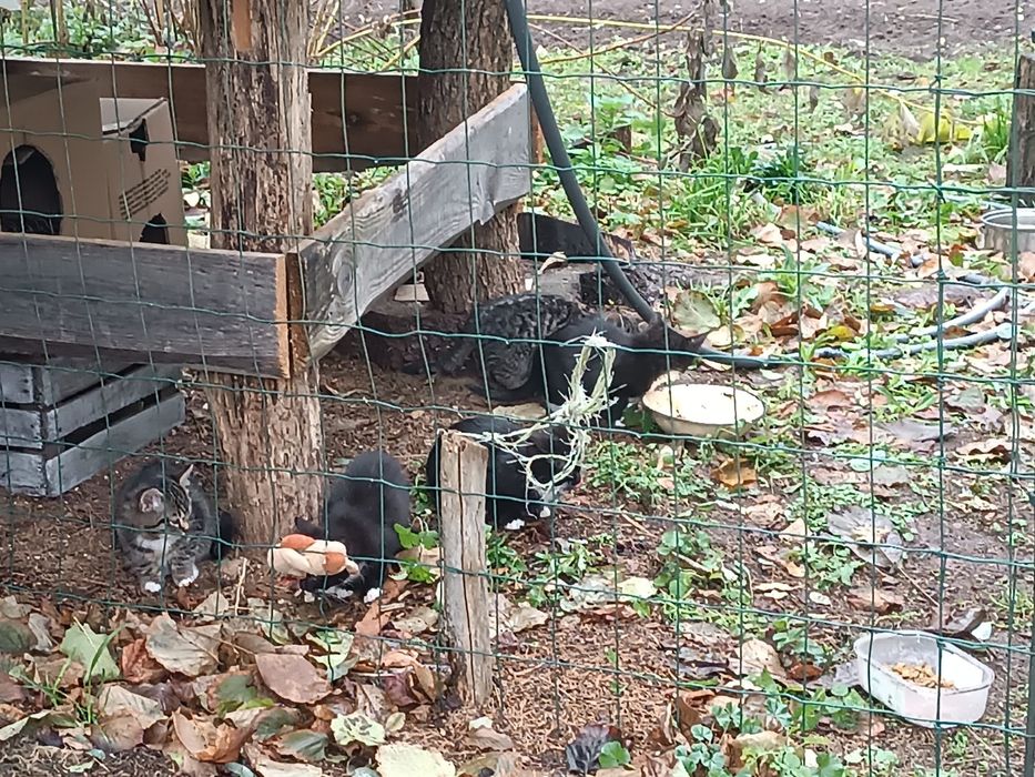 Bezdomne kotki czekają na dom