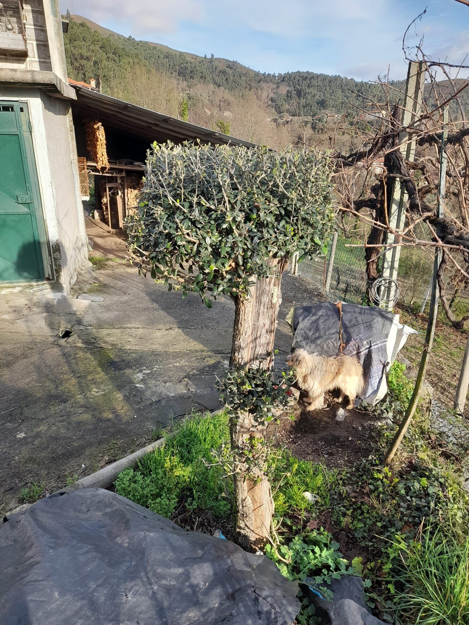 Oliveira para decoraçao jardím