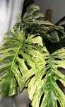 Monstera mint LF