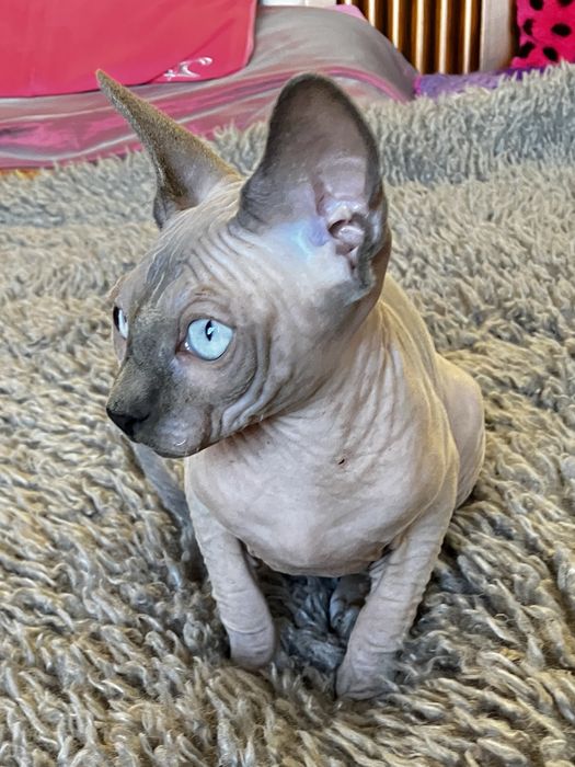 Sphynx canadiano