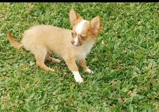 Chihuahua macho miniatura disponível.