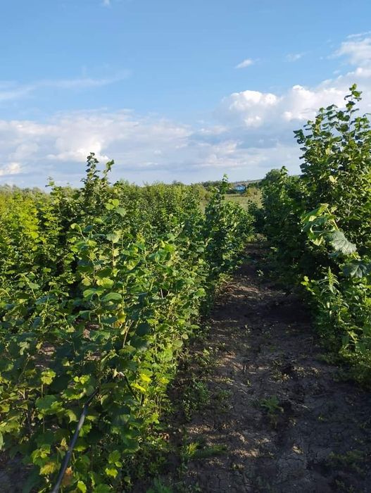 Саджанці плодових дерев. Купити саджанці